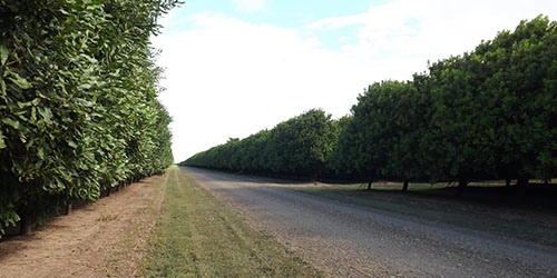 FNC Plantations - Alloway Macadamia Orchard