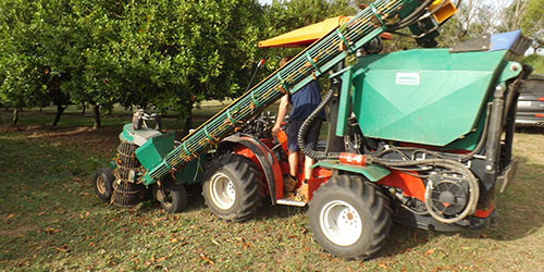 FNC Plantations - Welcome Creek Macadamia Orchard