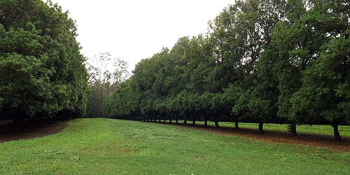 FNC Plantations - Wilsons Pocket Macadamia Orchard