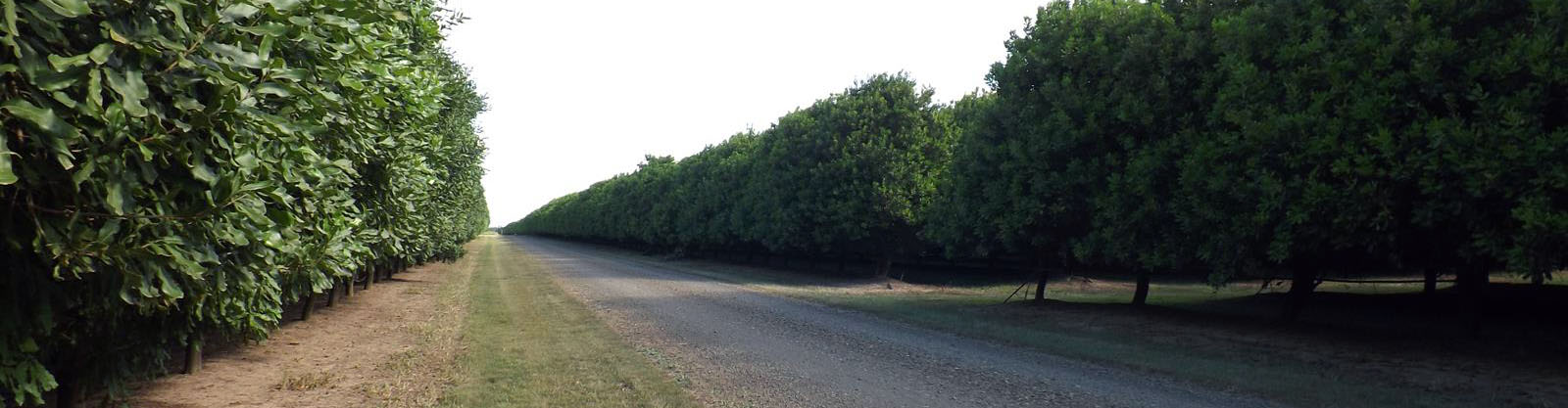 Alloway Orchard