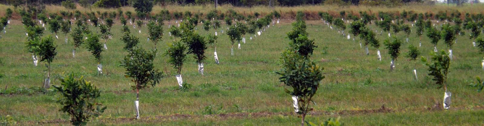 Meadowvale Orchard