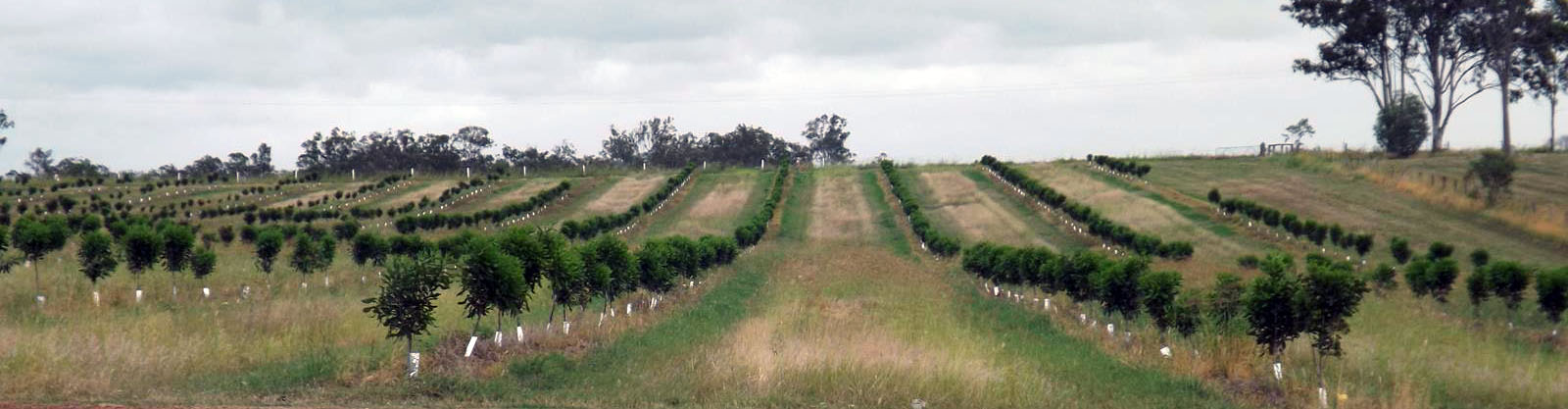 Pine Creek Orchard