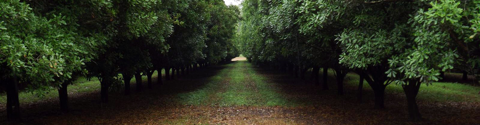 Wilsons Pocket Orchard
